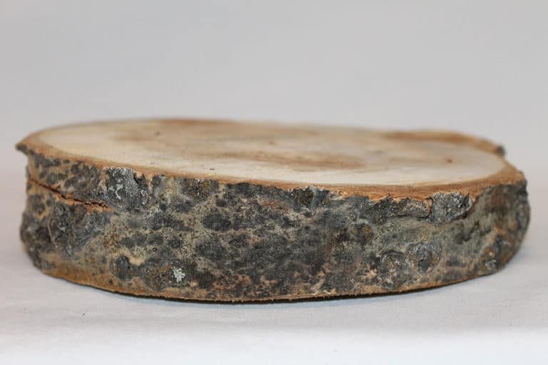 Wood Slice